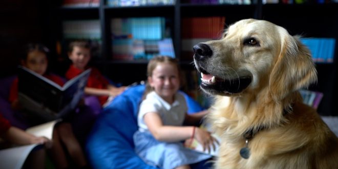 Search commences for UK’s first School Dog of the Year